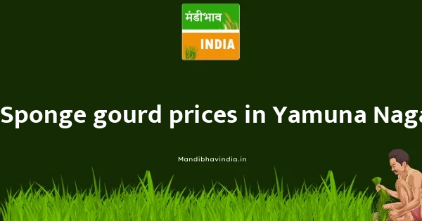 Sponge gourd price